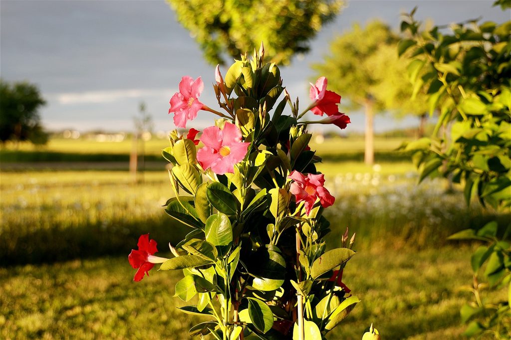 A mandevilla plant with red flowers climbing a pole