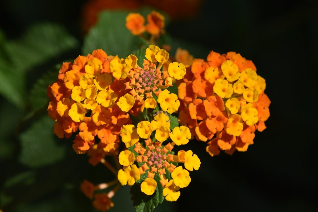 Orange lantana flowers