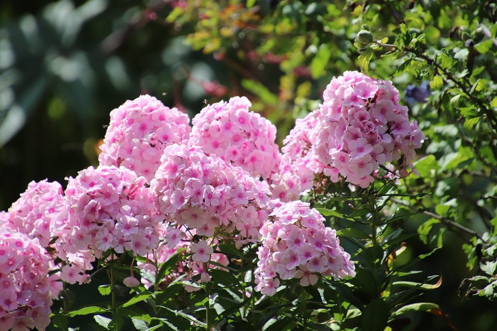 Pale pink phlox flowers
