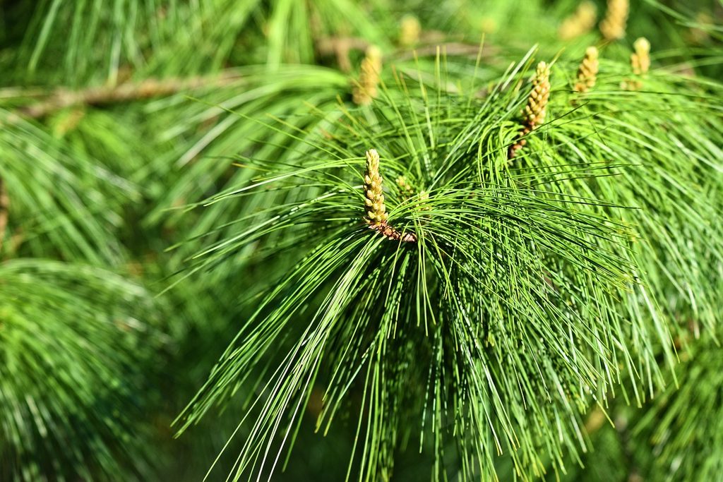 A patula pine tree with long needles