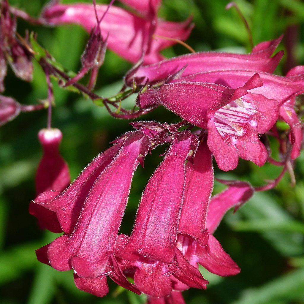 Penstemon flower