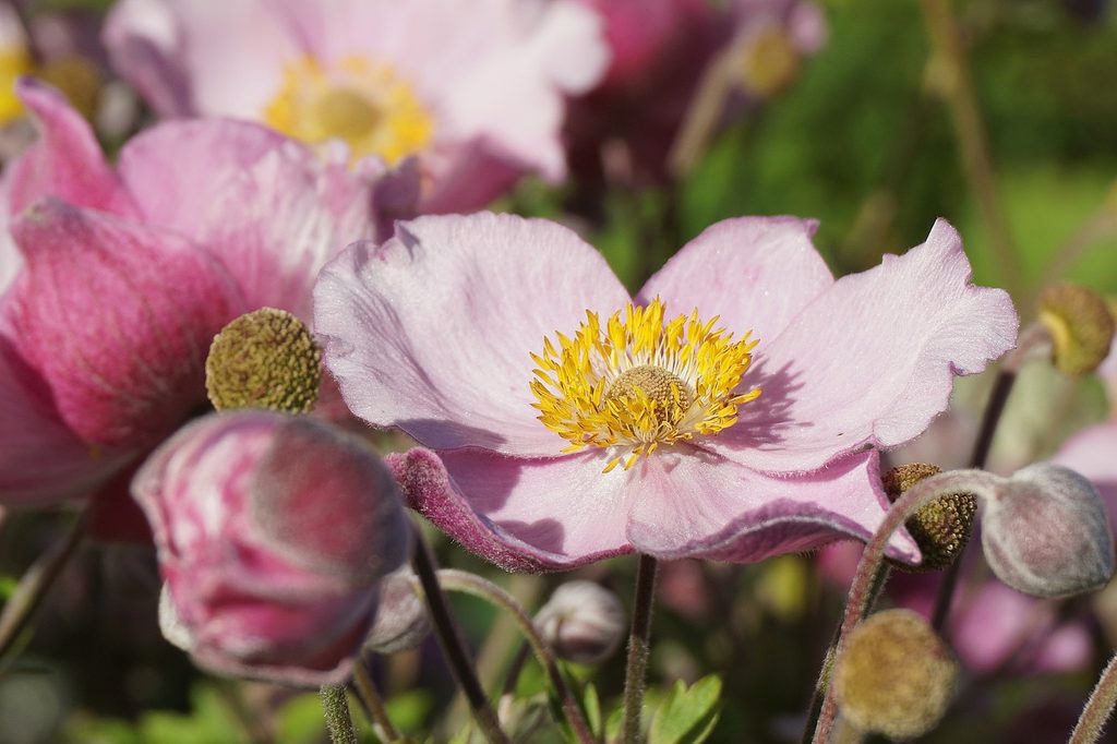 Light pink anemone flowers and flower buds