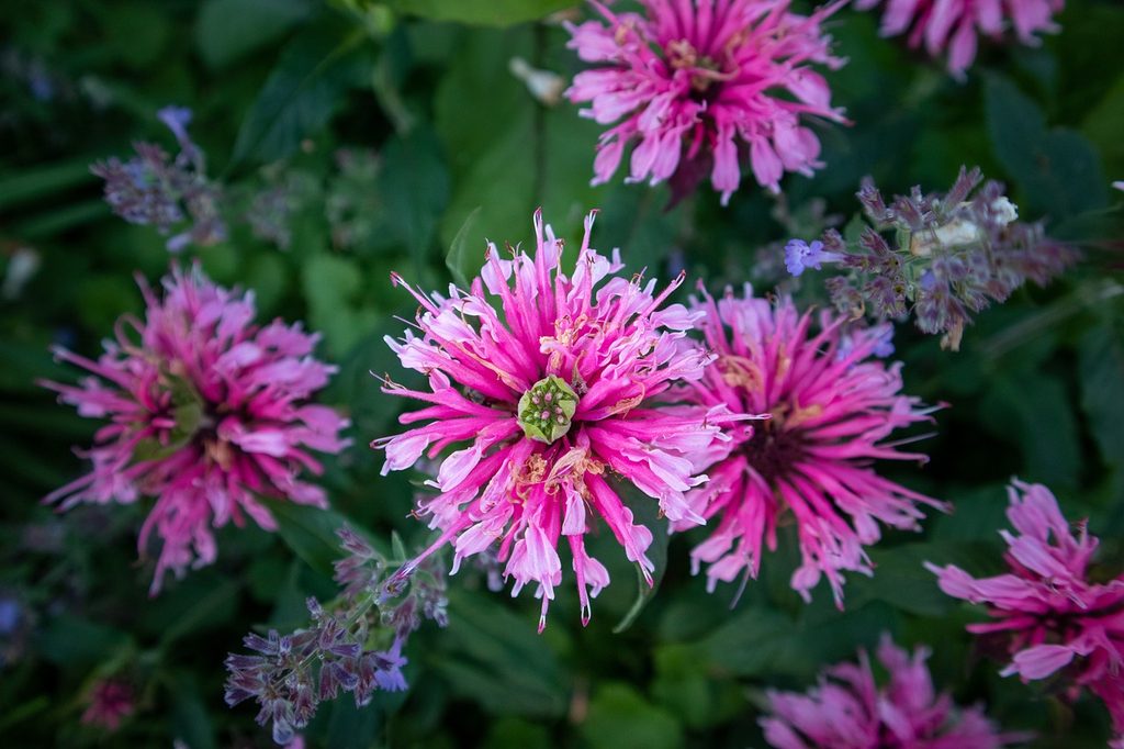 Pink bee balm flowers
