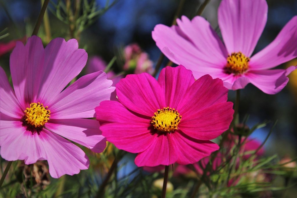 Three pink cosmos flowers