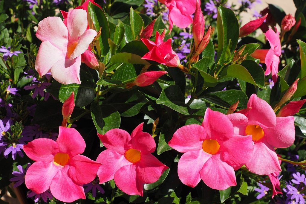 A mandevilla plant with pink flowers surrounded by small purple fan flowers