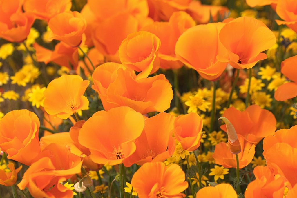 Orange poppies