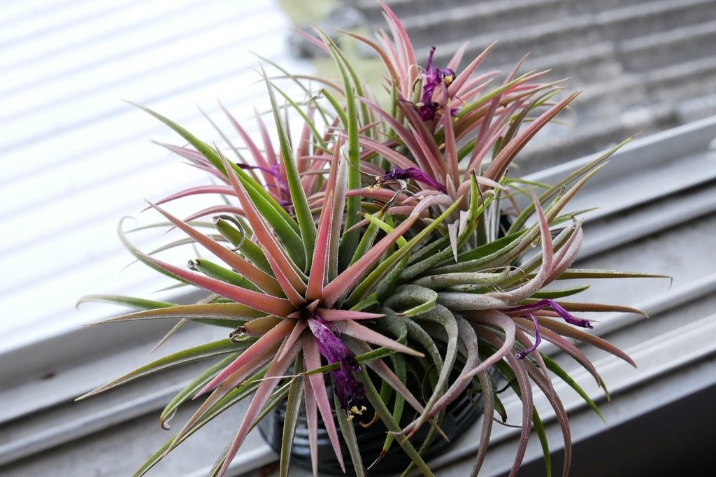 A potted air plant (tillandsia) sitting on a window sill