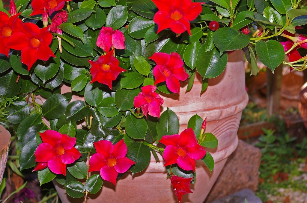 A mandevilla plant with red flowers growing in a large stone pot