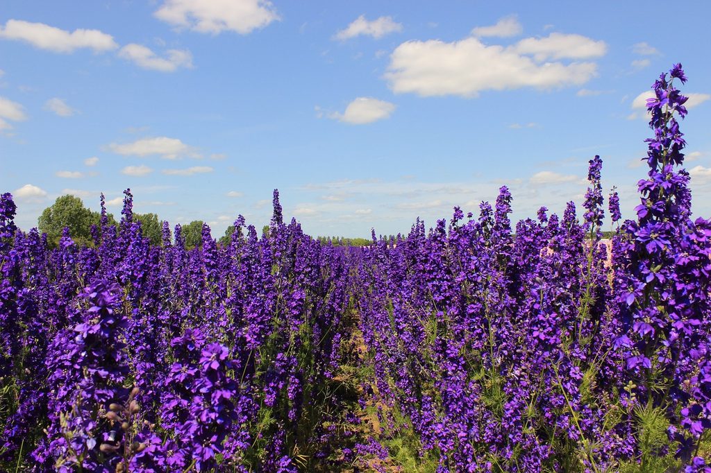 A field of purple larkspur (delphinium) flowers