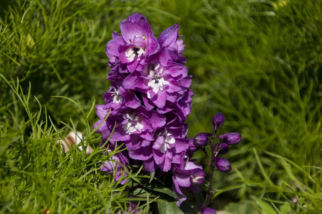 Purple larkspur (delphinium) flowers
