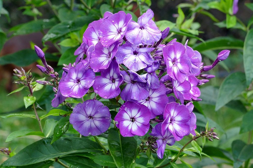 Purple and white phlox flowers