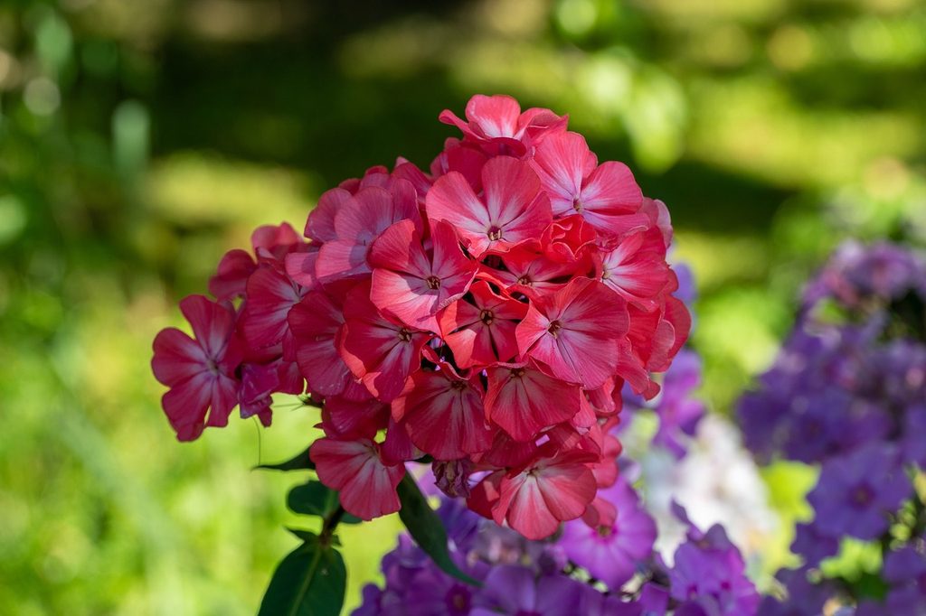 Red phlox flowers