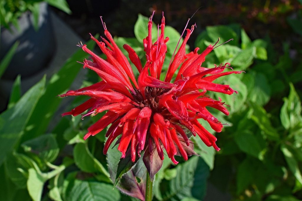 Scarlet bee balm