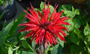 Scarlet bee balm