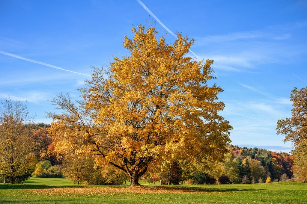 A sugar maple with orange leaves