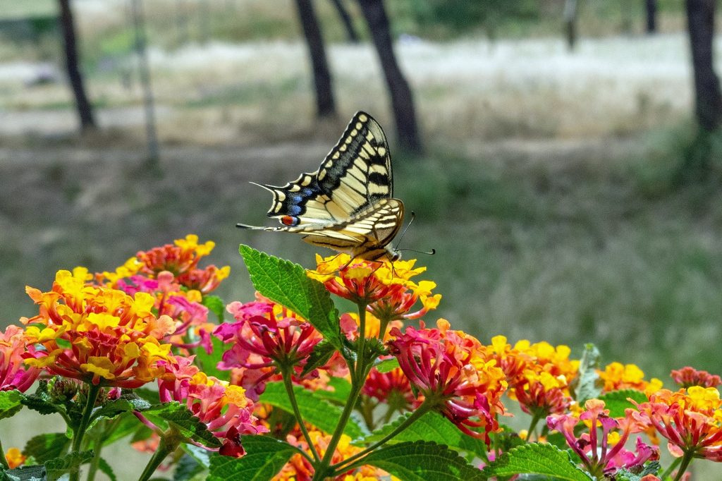 A swallowtail butterfly on pink and yellow lantana flowers