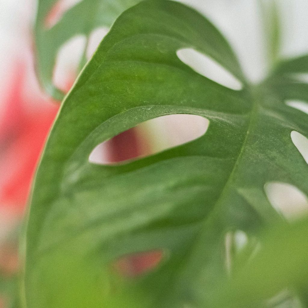 Swiss cheese closeup