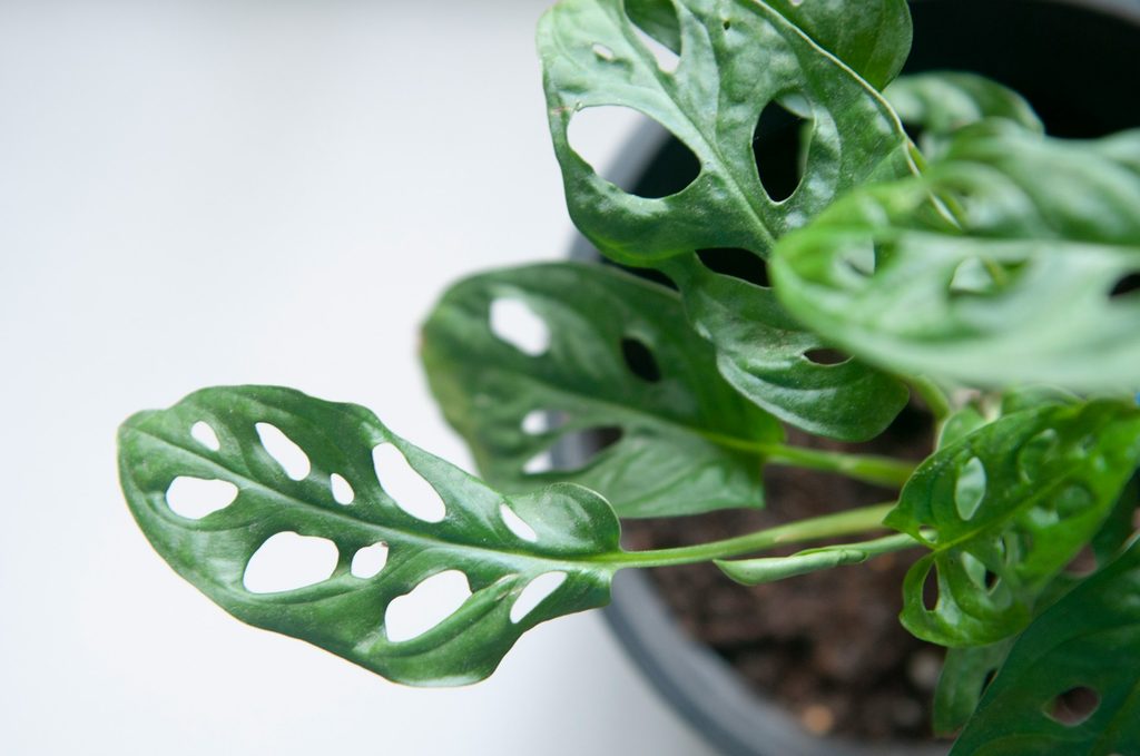 Closeup of swiss cheese plant