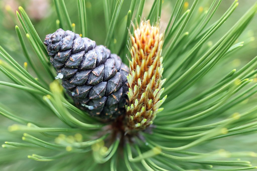 Virginia pine needles and cone