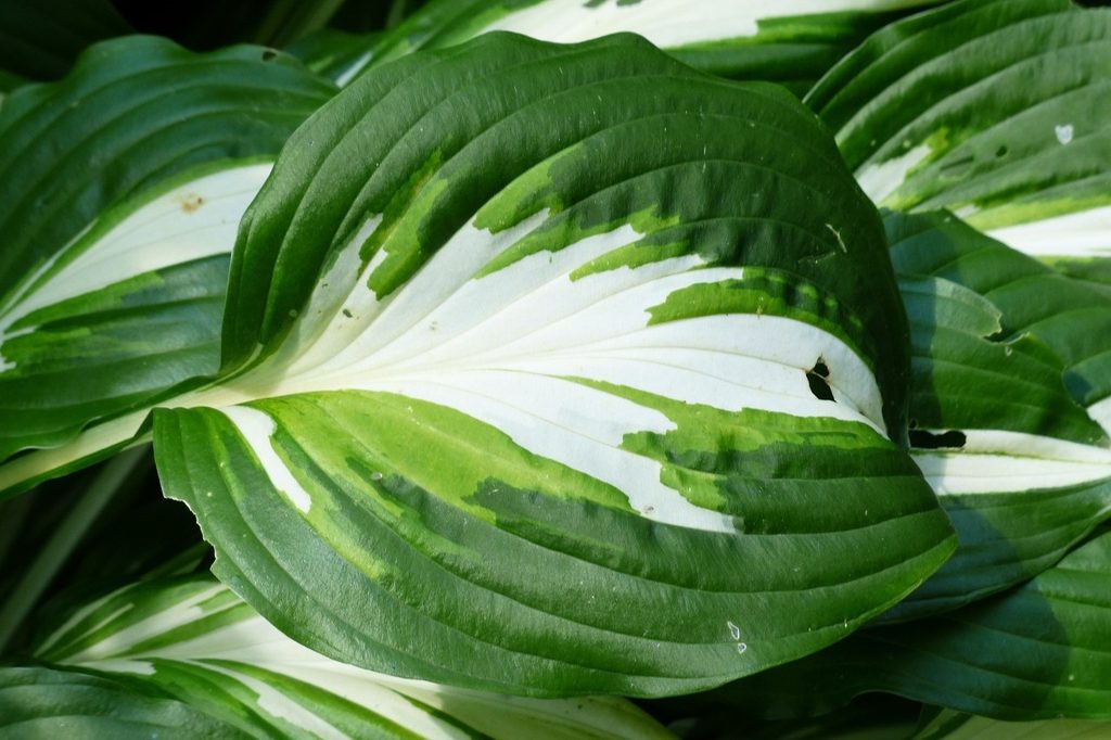 Hostas leaves that have white centers and dark green edges