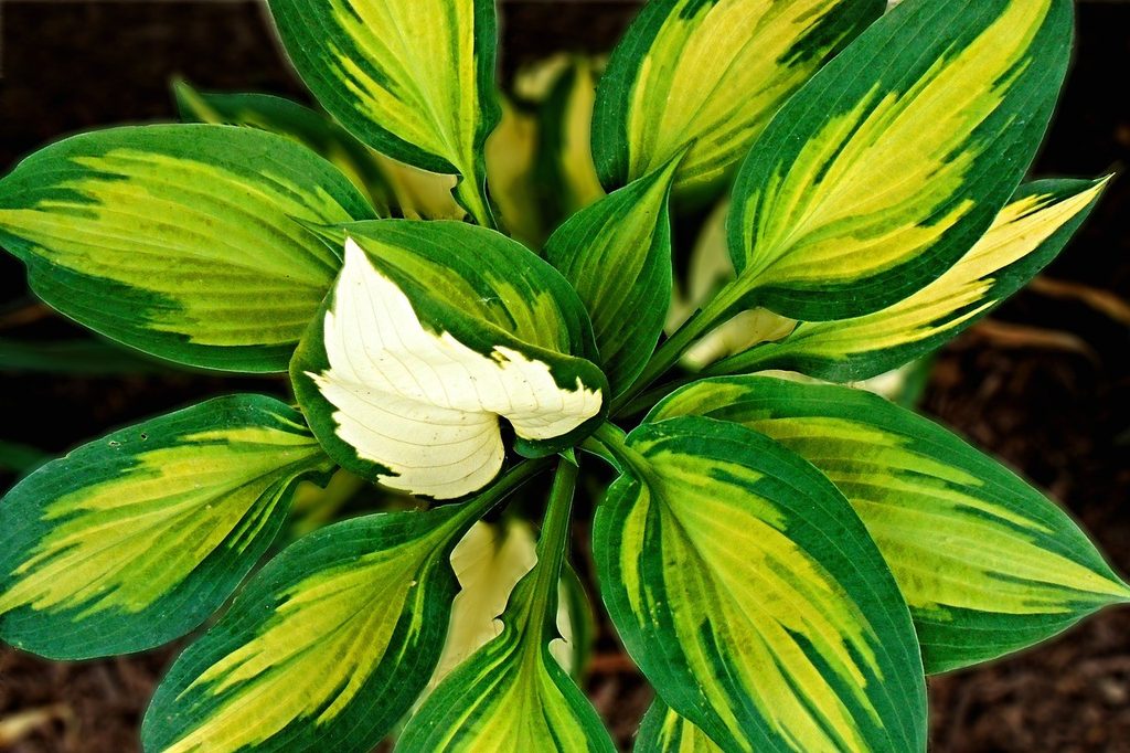 Great Expectations hosta with yellow or cream leaves edged in dark green