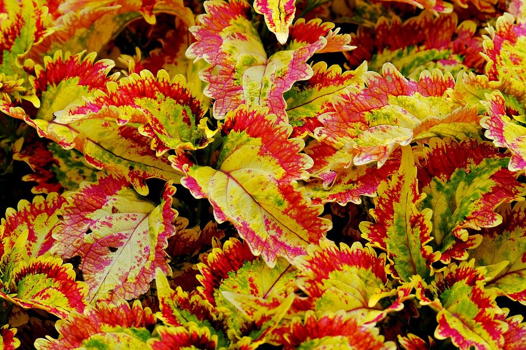 Yellow-green coleus leaves with red edges