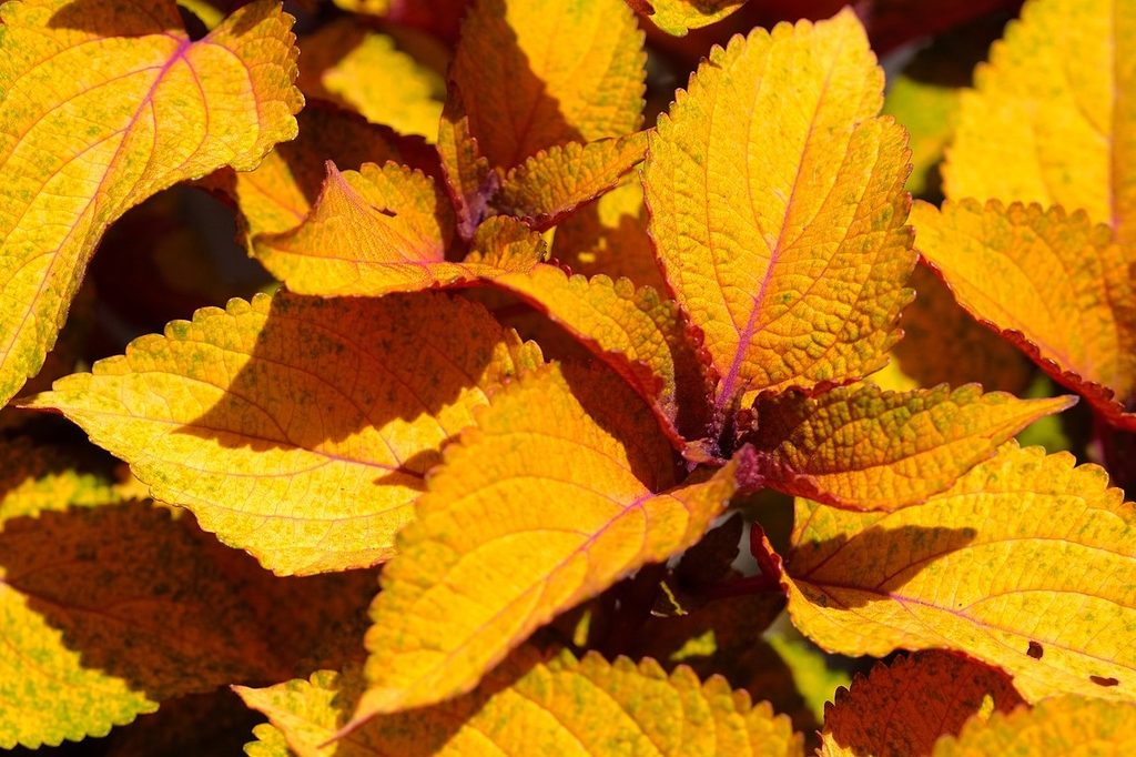 Yellow coleus leaves