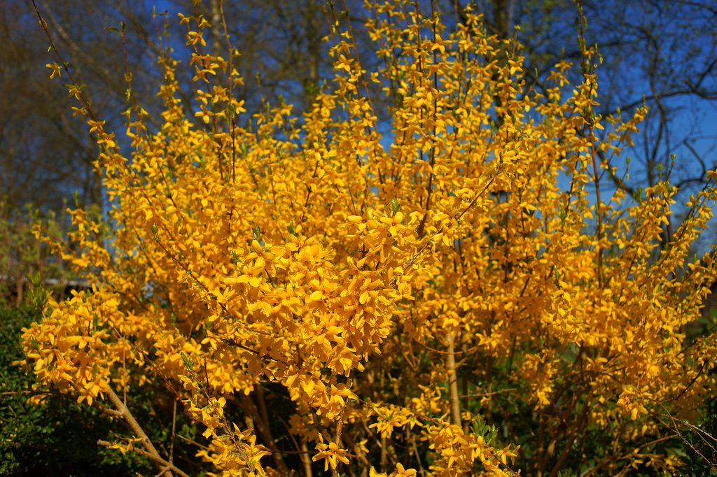 A forsythia bush with yellow flowers