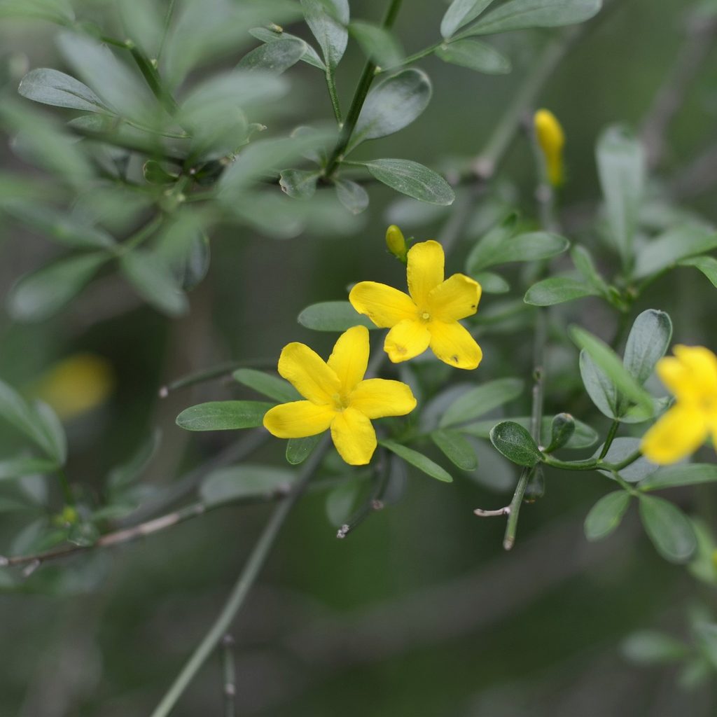 Yellow jasmine