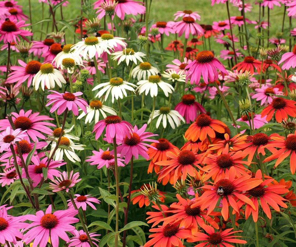 An assortment of pink, white, and red coneflowers