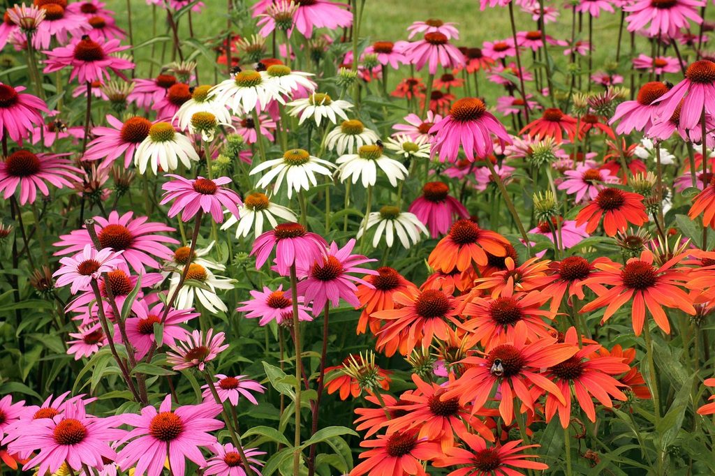 An assortment of pink, white, and red coneflowers
