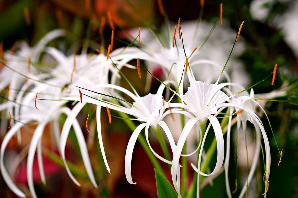 White beach spider lily flowers