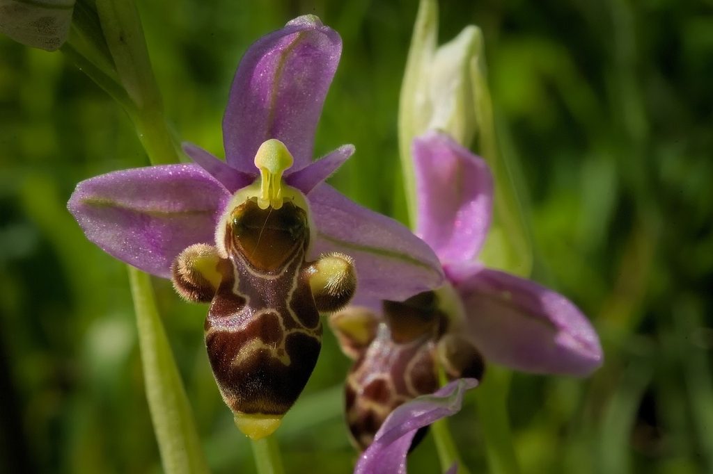 Bee orchids