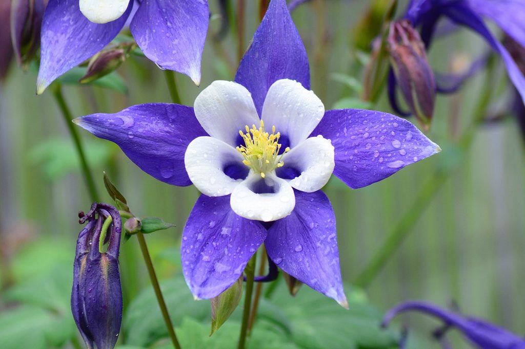 Dark blue columbine flower
