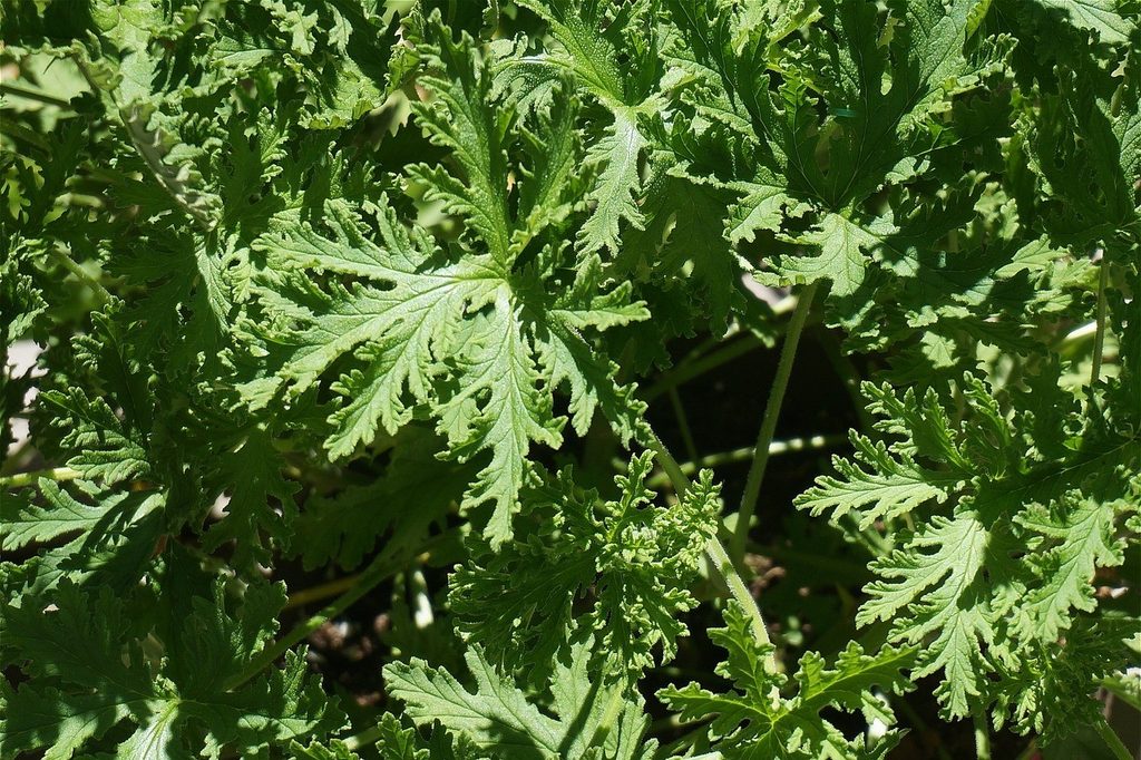Citronella leaves