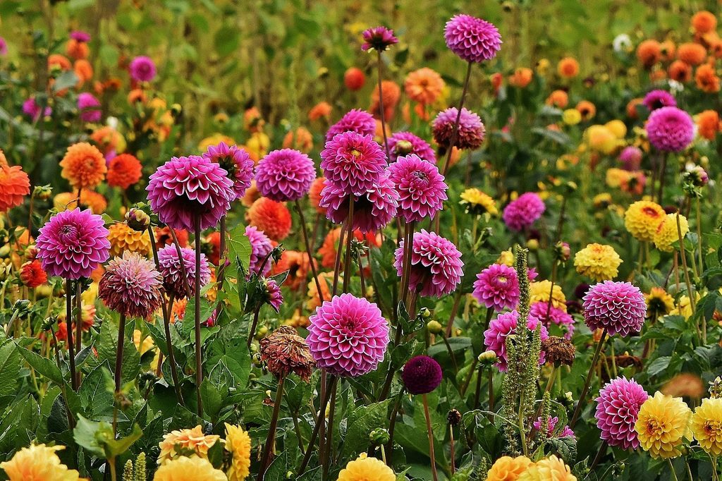 A group of purple, orange, and yellow dahlia flowers.