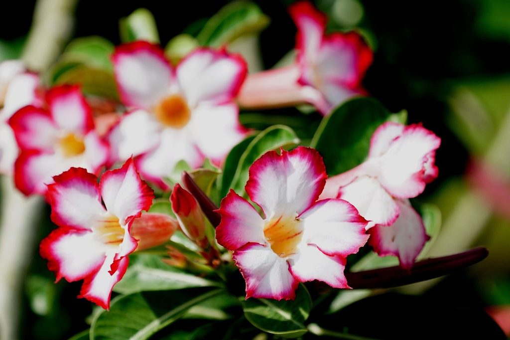White and pink desert rose flowers