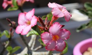 Light pink desert rose flowers