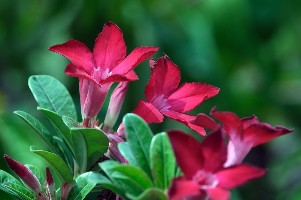 Pink desert rose flowers