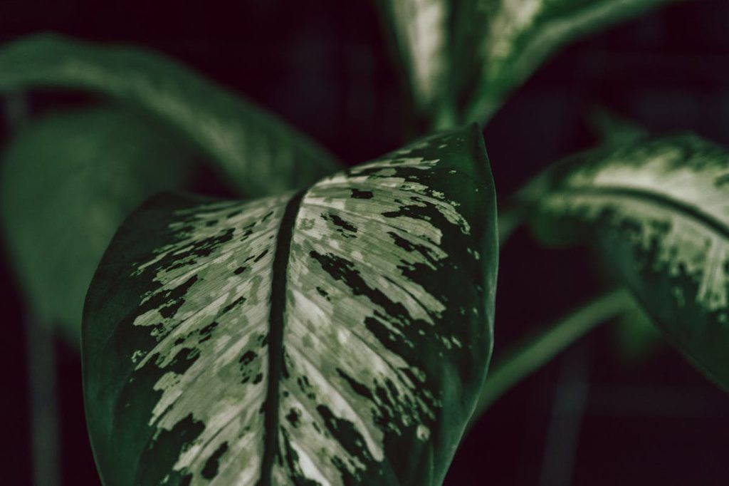 Close up of dieffenbachia leaves