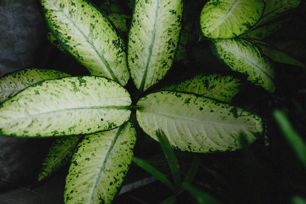 A white and green dieffenbachia plant