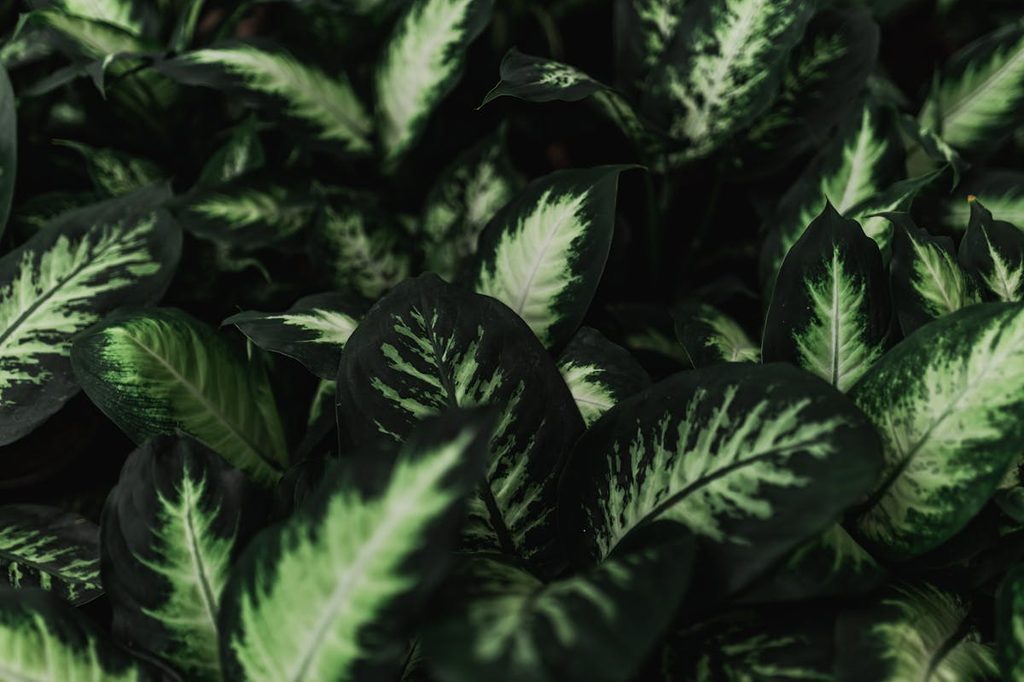 Dark green dieffenbachia plants