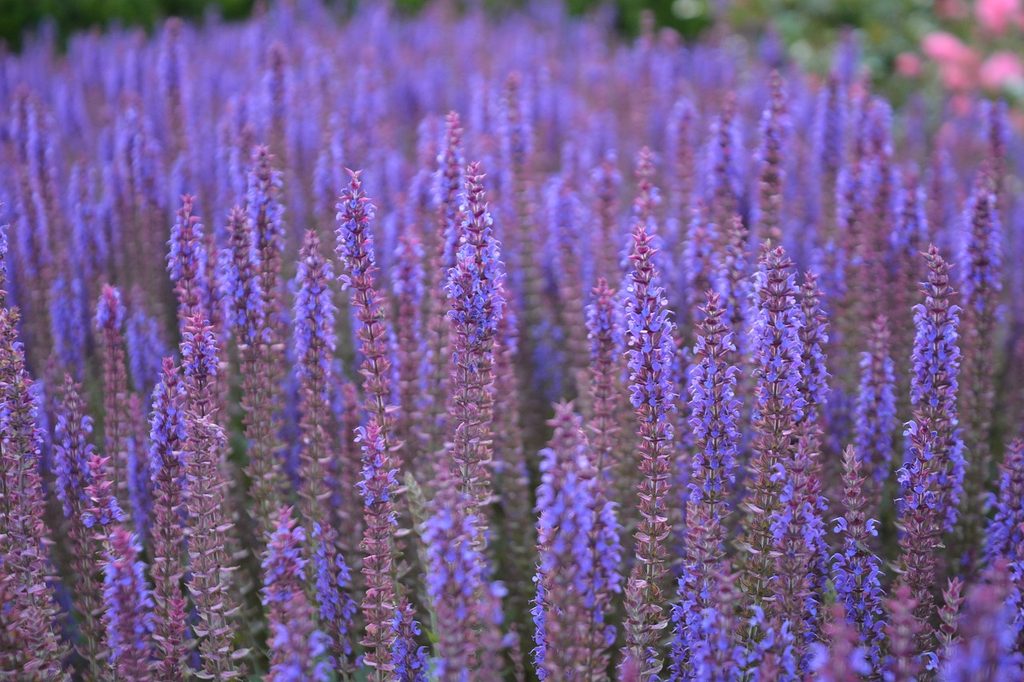 A field of sage flowers