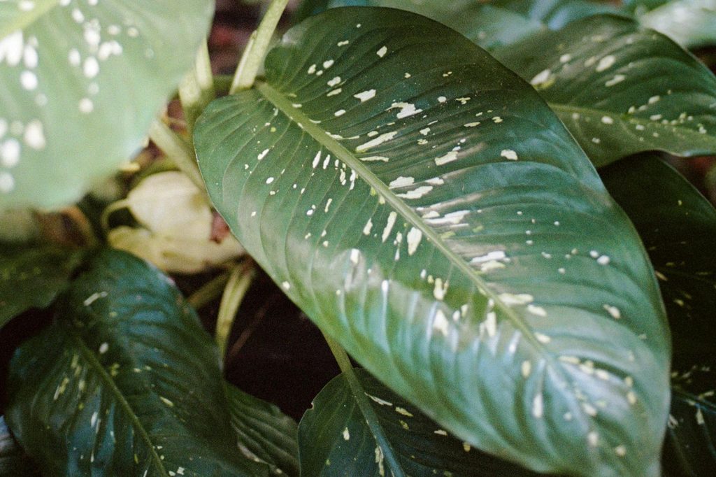 Green dieffenbachia leaves