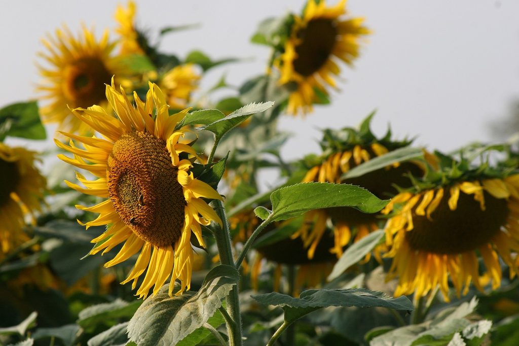 Large sunflowers