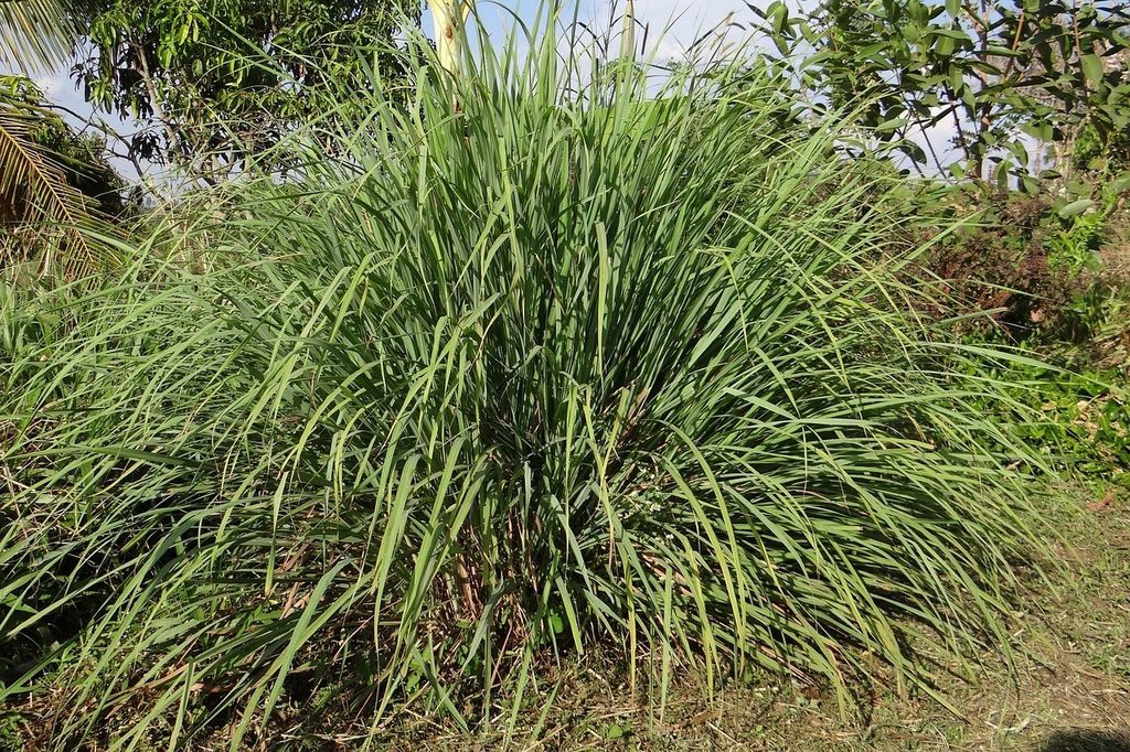 A lemongrass plant