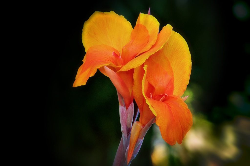 Orange canna lily flowers