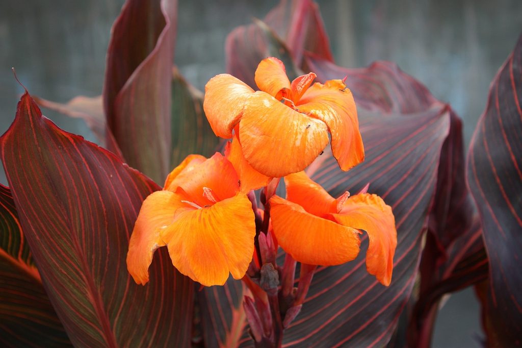 Orange canna lily flowers with dark red leaves