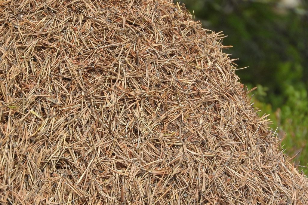 A pile of pine needle mulch