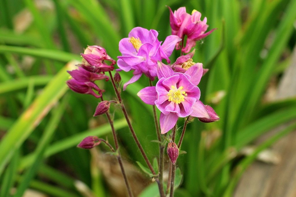 Pink columbine flowers
